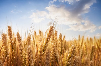 Buğdayın Yeri Doldurulabilir mi?